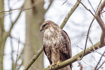 Sitting on a branch of a tree, a hawk examines the area, choosing a victim