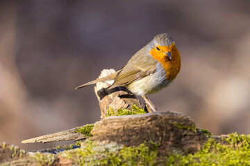 Erithacus rubecula. European robin sitting on the wooden stump in the forest. Wildlife