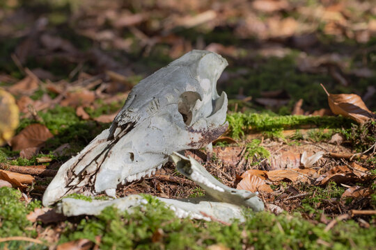 Skeletonized cranial bone of a wild pig (Sus scrofa) on forest floor.