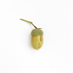 acorn on a white background © Margarita Serenko