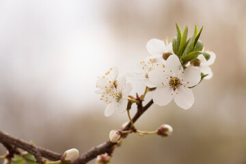 Spring an apple-tree flowers in a garden