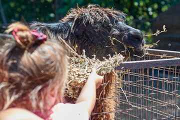 A cute black llama in the corral being fed by a person at farm.