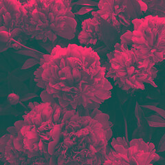 flowers in the garden