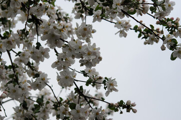 blooming branch of apple tree close-up on blurred background