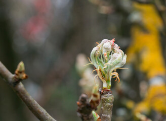 Pear in spring, sprout