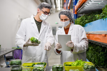 Workers with face mask on aquaponic farm, sustainable business and coronavirus.