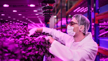 Worker with face mask on aquaponic farm, sustainable business and coronavirus.