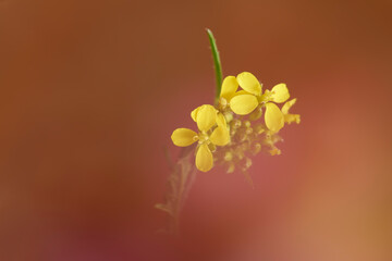 yellow flower of herbaceous meadow weed (Rapistrum rugosum) in Granada. Spain