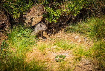 Cute little groundhog pup peeking out of its burrow