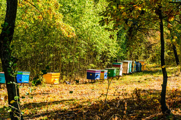 Multicolored bee hives at apiary in the forest