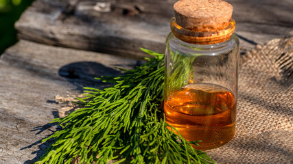 Common Horsetail Medicinal Herb Plant with Distilled Essential Oil Extract and Infusion in a Glass Jug. Also Equisetum Arvense.