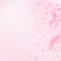 Fototapeta na wymiar Sakura petals falling down. Romantic pink flowers gradient. Flying petals on pink square background.