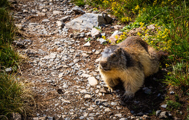Curious marmot crossing a trail in summertime
