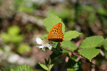 A Silver-washed Fritillary nectaring on Bramble flower.