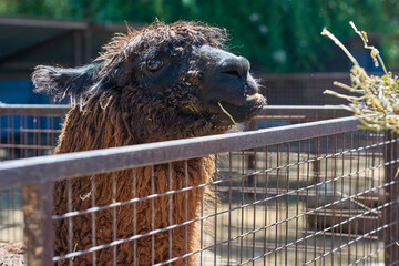 A cute black llama in the corral being fed by a person and looking at the camera at farm.
