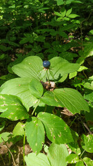 forest pearl