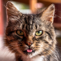 Close-up portrait of a tabby cute cat
