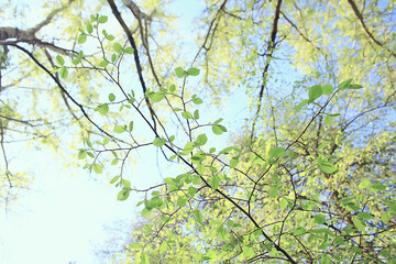 blooming maple branches, spring detail flowers on a tree branch