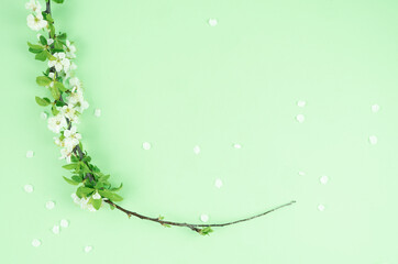 White plum blossoms on green background. Copy space.