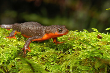 Rare adult hybrid female between Rough-skinned newt, Taricha granulosa, Red-bellied newt