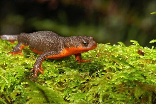 Rare adult hybrid female between Rough-skinned newt, Taricha granulosa, Red-bellied newt