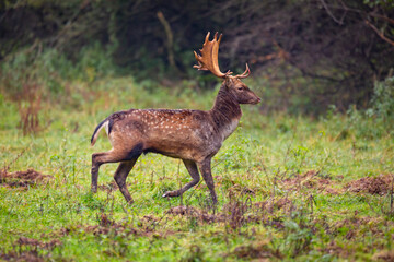 Naklejka na ściany i meble Beautiful fallow deer male (dama dama) in autumn forest.