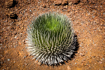 Silversword plant at Haleakala National Park on Maui in Hawaii, USA