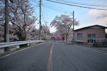 Fototapeta na wymiar Japan road to a tunnel full of cherry trees on the sides