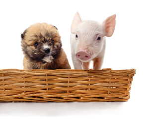 Little piglet and puppy in a basket. © ANASTASIIA