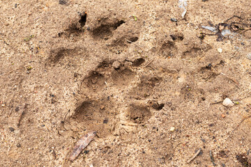 Ślady łap psa na piasku. © Miosz