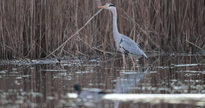 h&eacute;ron cendr&eacute; (Ardea cinerea) en fin de journ&eacute;e avec un canard colvert passant devant lui