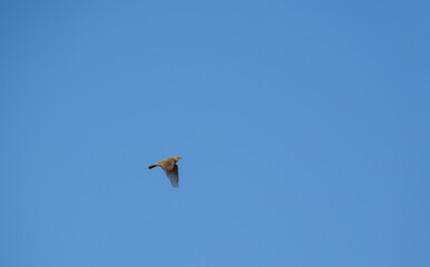Golden Plover Pluvialis dominica flying in a dark blue winter sky