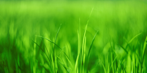 Green grass natural background, texture. Soft selective focus, blurred background