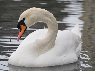 Schwan