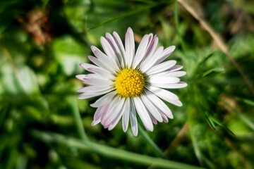 Common Daisy⎮Bellisperennis