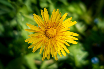 Taraxacum⎮Asteraceae