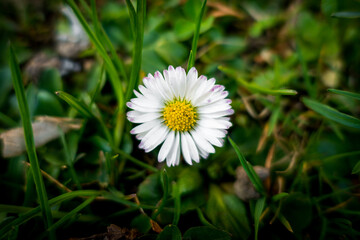 Fototapeta premium Common Daisy⎮Bellisperennis