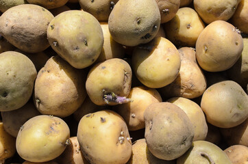 Sprouted potatoes for planting in the garden.