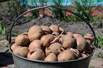Sprouted potatoes for planting in the garden.