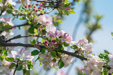 Apple Tree⎮Malus Domestica
