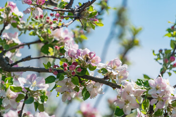 Apple Tree⎮Malus Domestica