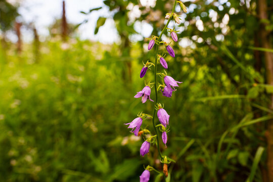 Twig with bells in a wild overgrown meadow