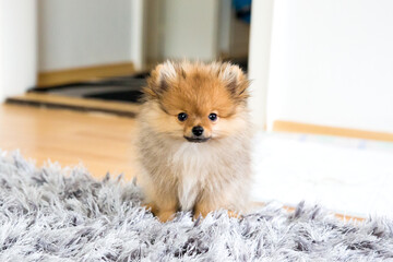 cute little puppy pomeranian dog orange sable, sitting a a grey floor carpet indoor