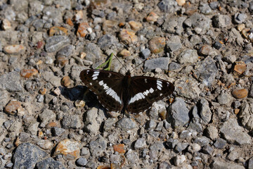 A White Admiral Butterfly basking on the footpath.