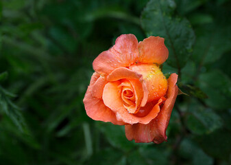 Single pink or orange flower rose on bluer nature green background. Selective focus, close up view.