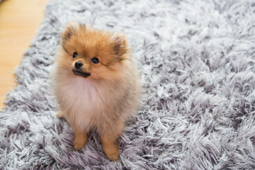 cute little puppy pomeranian dog orange sable, sitting a a grey floor carpet indoor