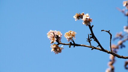 flowering branch of pink almonds against a clear blue sky as a symbol of early spring copy space