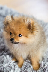 cute little puppy pomeranian dog orange sable, sitting a a grey floor carpet indoor