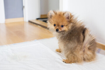fluffy dog puppy pomeranian sitting on a pipi pad