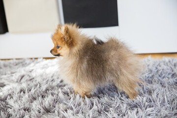 cute little puppy pomeranian dog orange sable, staying a a grey floor carpet indoor